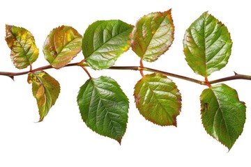 Fototapeta premium A close-up shot of a tree branch with lush green leaves, perfect for nature and environmental concepts
