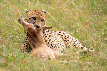 Cheetah killing baby Topi in the Kenya grass.