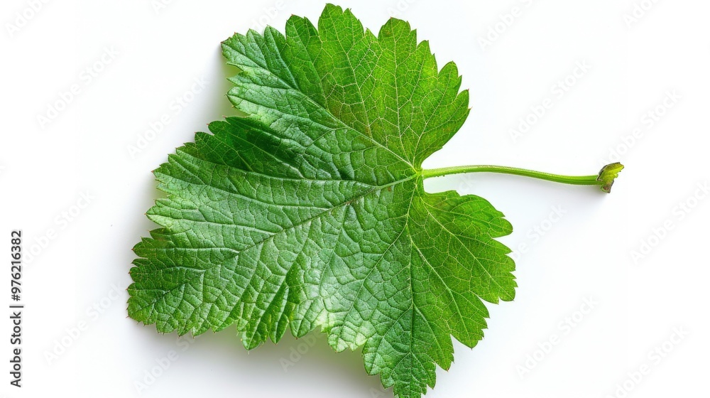 Poster a detailed view of a single leaf on a white background