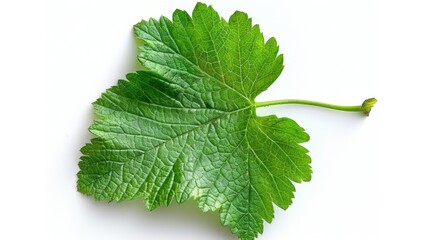 Fototapeta premium A detailed view of a single leaf on a white background
