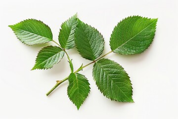 Fototapeta premium A single leaf photographed from a unique angle, useful for close-up designs and illustrations