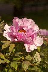 Wild Peony in Bloom: Nature's Untamed Beauty
