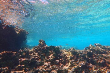 School of small swimming fish in the ocean. Sea surface with fish and blue water background. Scuba diving with the marine life, underwater photography. School of fish, aquatic wildlife, travel photo.