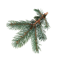A branch of blue spruce isolated on a white background. Design element for creating collages, festive Christmas arrangements, frames, wreaths.