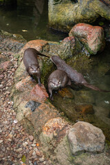 Obraz premium Asian or oriental small-clawed otter (Aonyx cinereus). A group of otters at Eberswalder Zoo, Germany.