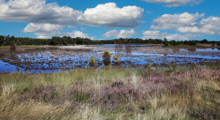 Beautiful swamp and lake in dutch heath landscape - Strabrechtse Heide, Netherlands (focus on lower third)