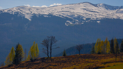 Obraz premium Early spring in Carpathian mountains, Svydovets mountain ridge.