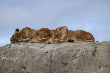 three lions resting