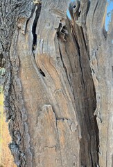 Bark from an old tree 