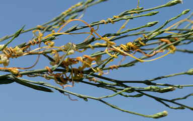 Palestine dodder (Cuscuta palaestina) as a invasive weed in agricultural land to cause yield loss