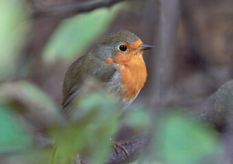 A young robin sits on a branch.