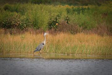 great blue heron in the marsh