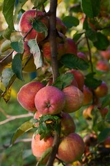 Close-up photography of a apple branch with red  fruits; Malus Domestica