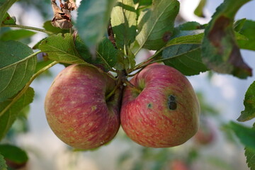 Close-up photography of a apple branch with red  fruits; Malus Domestica