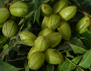 Green pecan nuts with leaves.