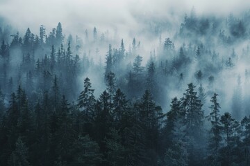 Curtains Pine trees dominate the landscape as morning fog envelops the forest, creating a serene atmosphere filled with mystery and tranquility amidst the stillness.