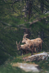Group of Ibexes. On the Alps Rock Goats, Steinbocks. A group of Alpine Ibexes (mountain goats) on the rocks. 