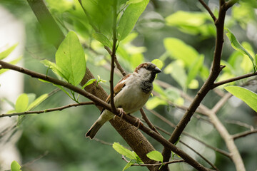 Birds of Bangladesh. A sparrow is sitting on a soft green background. Sparrows are always in flocks.