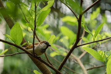 Birds of Bangladesh. A sparrow is sitting on a tree near the window looking for food.
