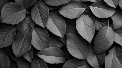 Stylized Black and White Leaves: Vector Graphics Design