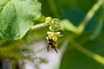 Yellowjacket or yellow jacket, wasp (Vespula germanica) on flower of wild cucumber