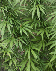 leaves of the marijuana plant to obtain the psychoactive substance also used as a therapy or for recreational purposes