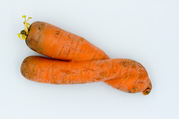 carrots have an amazing and unusual unique shape. the mutation. taken in close-up on a white background. The carrot is braided. carrot pigtail