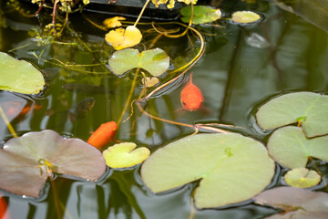 close-up of goldfish (Carassius auratus) swimming amongst lily pads
