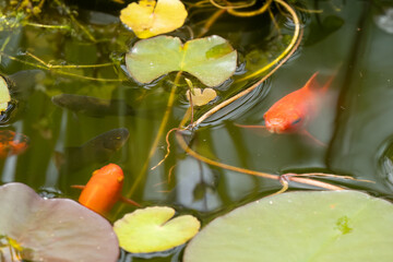 close-up of goldfish (Carassius auratus) swimming amongst lily pads