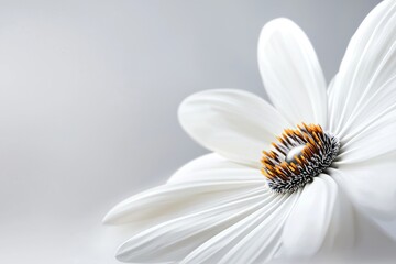 Fototapeta premium A Close-Up View of a Delicate White Flower With Vibrant Orange Stamen Set Against a Soft Background