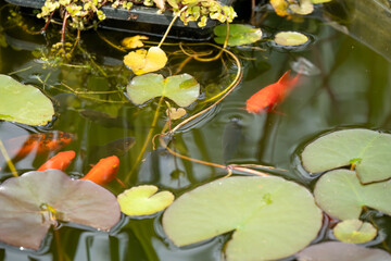 close-up of goldfish (Carassius auratus) swimming amongst lily pads