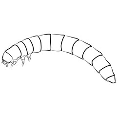 Mealworms, Tenebrio molitor realistic contour lines, opacus outline lines drawn