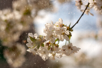 Spring Blossoms: Trees in Full Bloom and Nature's Beauty