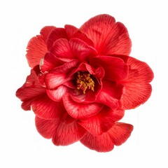 red camellia flower in full bloom