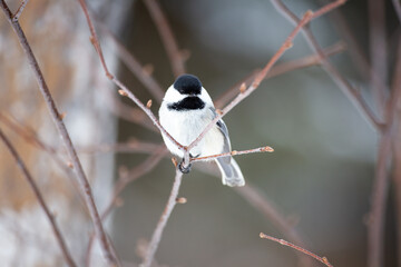 Alaska Chickadee _ Best Route Productions