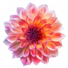 dahlia flower in full bloom
