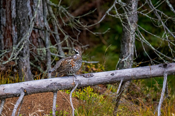 a hazel grouse, tetrastes bonasia, on a tree trunk at a autumn evening