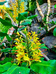 The beauty of the flower hedychium gardnerianum, close up