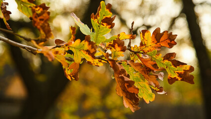 Autumn forest with oak leaves in close-up