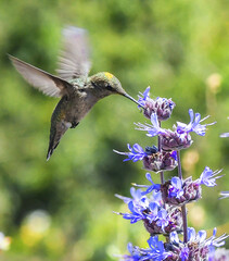 Hummingbird feeding on flower