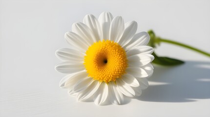 Obraz premium daisy on a white background