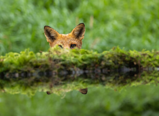 Red fox - Vulpes vulpes