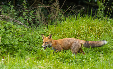 Fototapeta premium Red fox - Vulpes vulpes