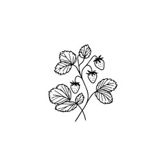 Strawberry fruit branch line art Illustration 