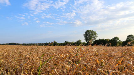Corn field during hydrological drought in September.