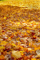 Yellow ,red and brown leaves on the ground