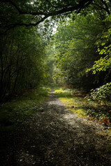Fototapeta premium Enchanted Forest Pathway