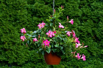 Blooming pink sundaville in a hanging vase. Czechia. _