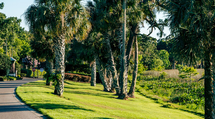 Palm tree by the roadside on a beautiful lawn in Florida.