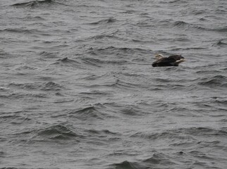 Fototapeta premium Picture Action Series - Bald eagle fighting to pull catfish out of Lake Lansing, Michigan